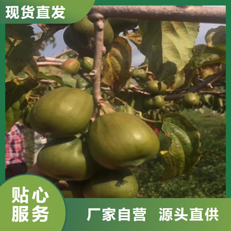 猕猴桃樱桃苗多种款式可随心选择
