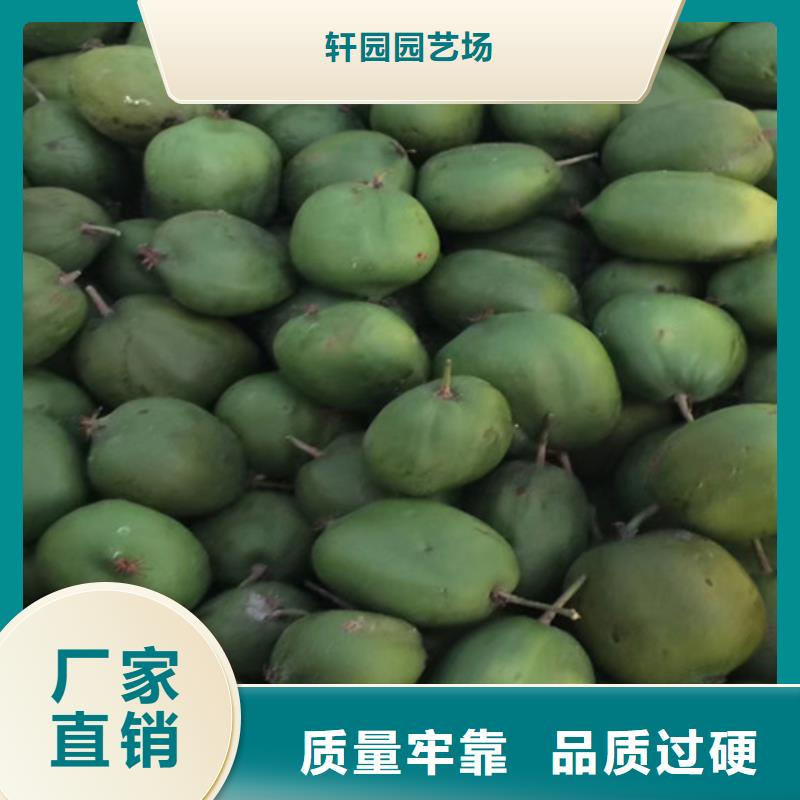 猕猴桃 【樱桃苗】匠心打造