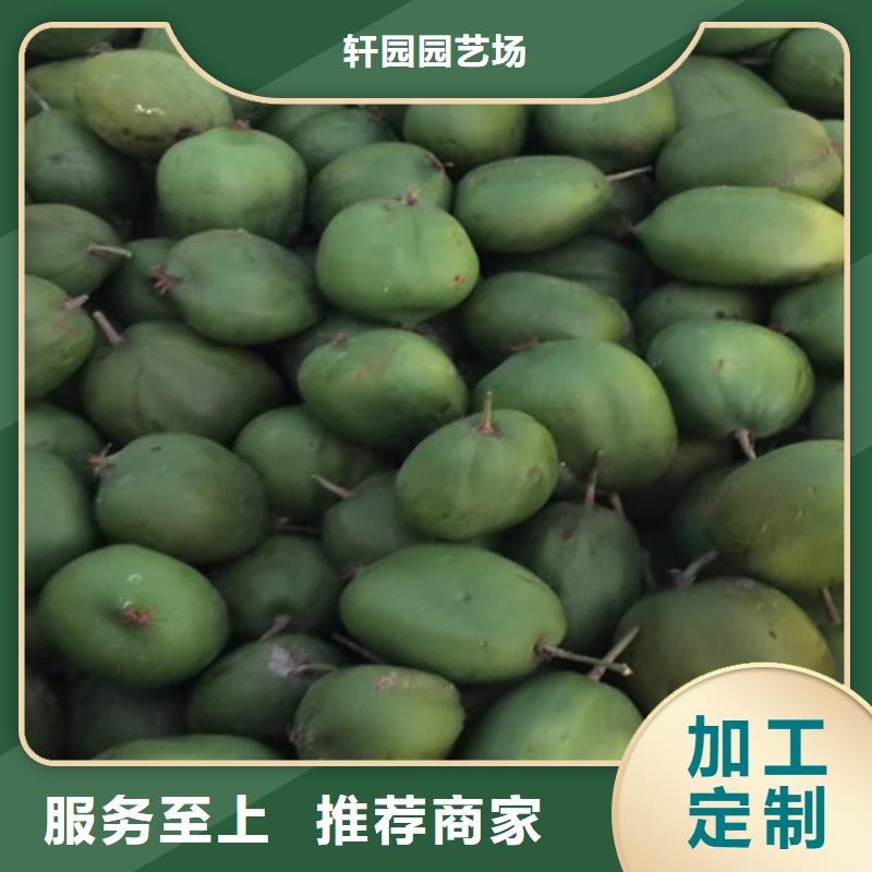 猕猴桃_梨树苗厂家供应