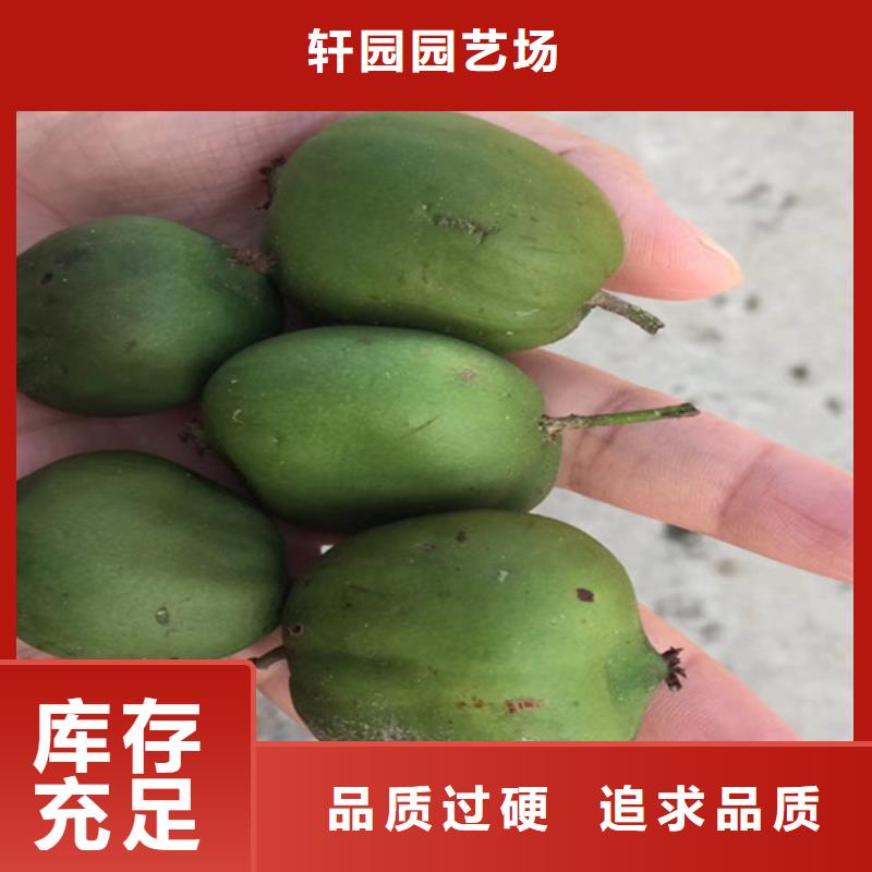【 猕猴桃 樱桃苗当地货源】_轩园园艺场(滨州市分公司)