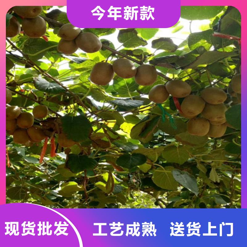 猕猴桃樱桃苗多种款式可随心选择