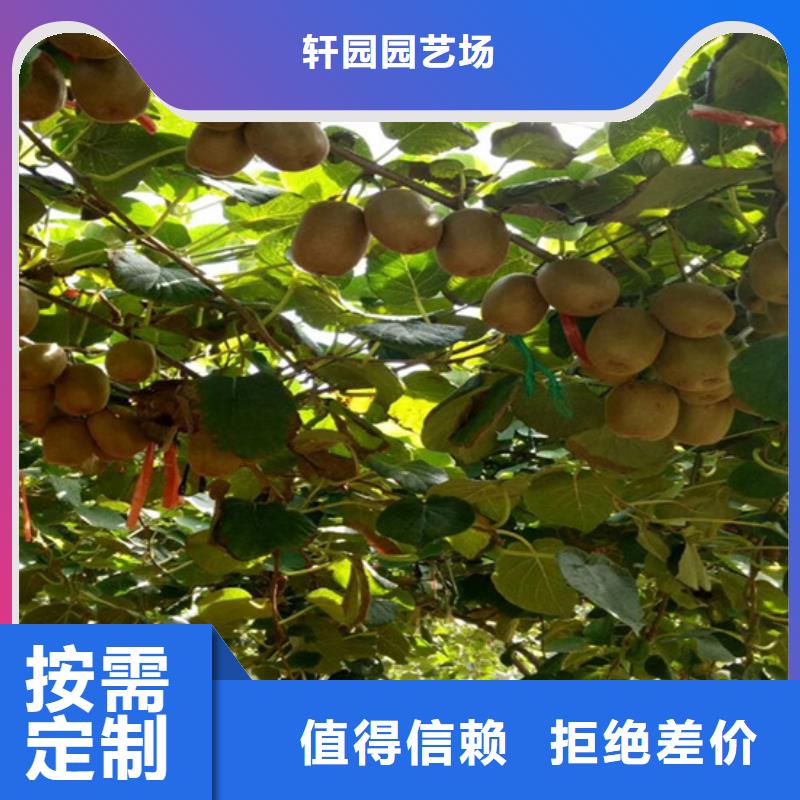 【猕猴桃】_桃树苗为您提供一站式采购服务本地经销商