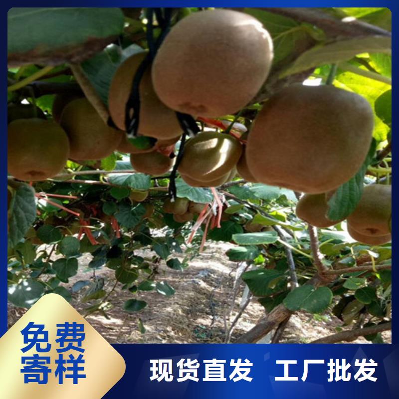 猕猴桃【花椒苗】敢与同行比质量