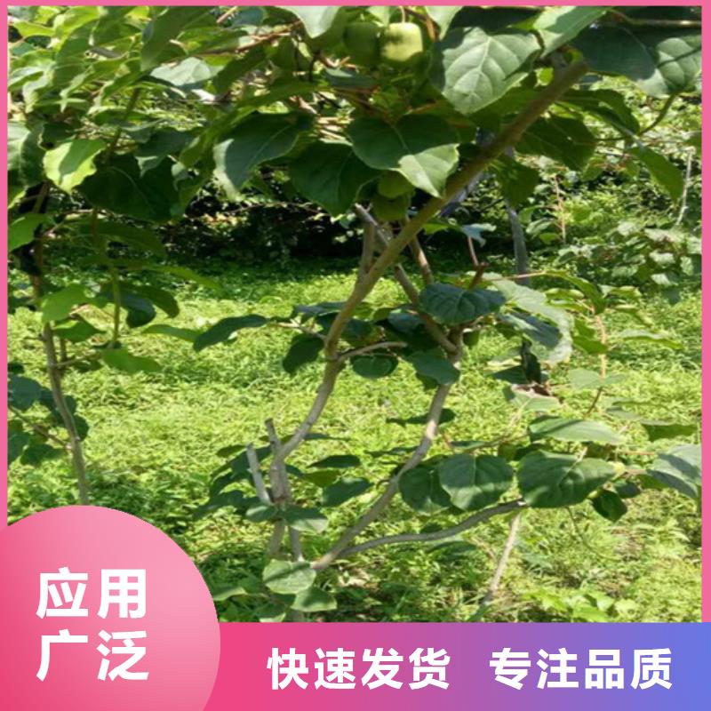严选用料【猕猴桃】_桃树苗为您提供一站式采购服务-企业旺旺