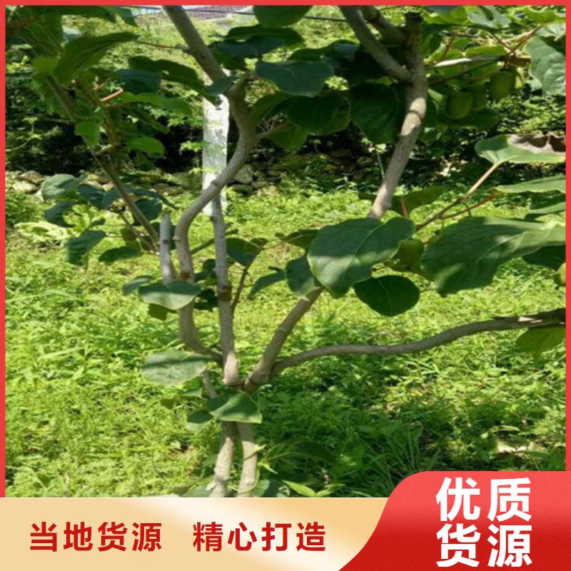 【 猕猴桃 樱桃苗当地货源】_轩园园艺场(滨州市分公司)