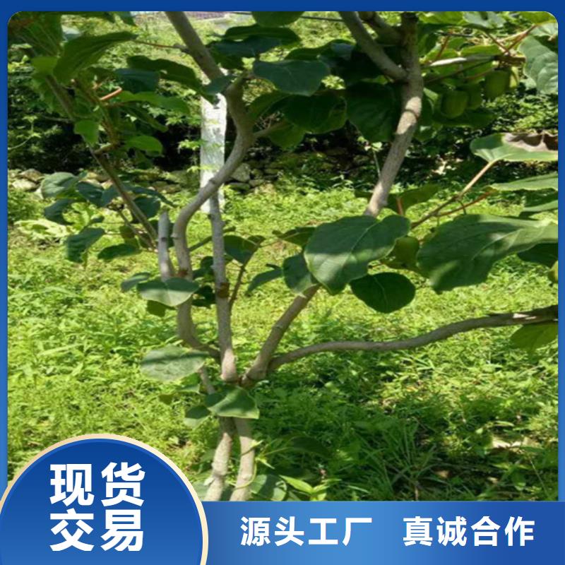 猕猴桃_梨树苗厂家供应