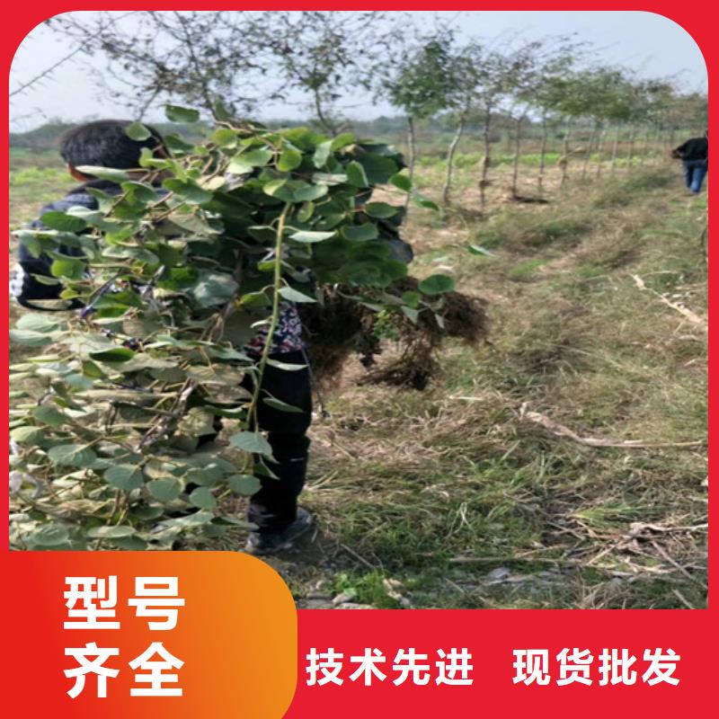 猕猴桃北美冬青一站式供应厂家