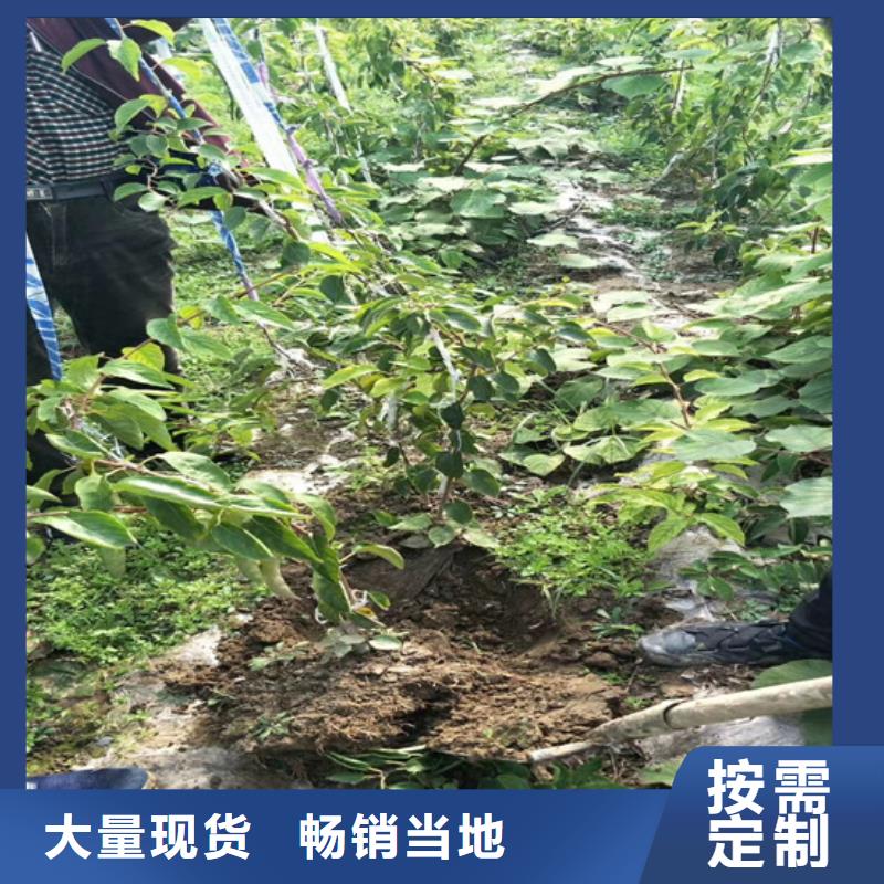 猕猴桃樱桃苗多种款式可随心选择