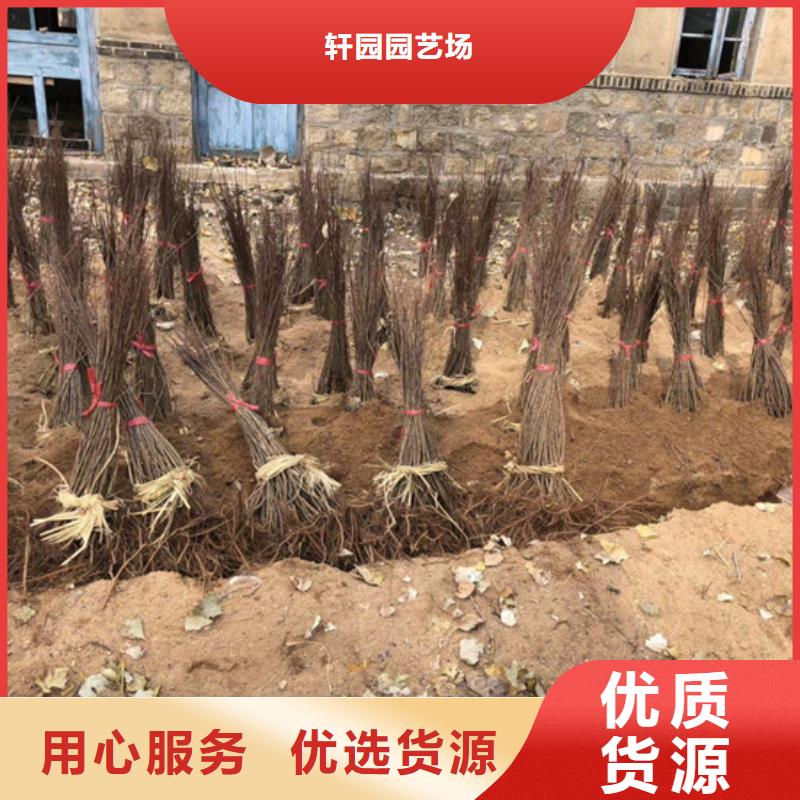獼猴桃石榴樹支持定制加工