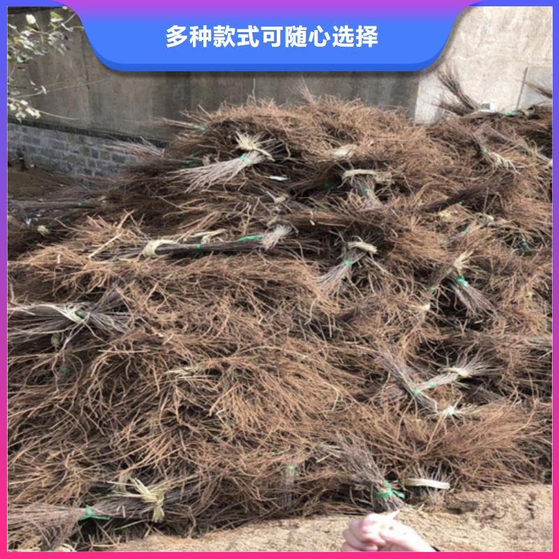 【猕猴桃】,樱桃苗用心做产品