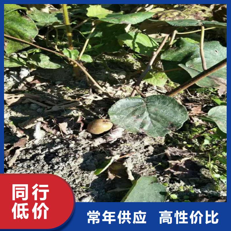 猕猴桃梨树苗货源直销