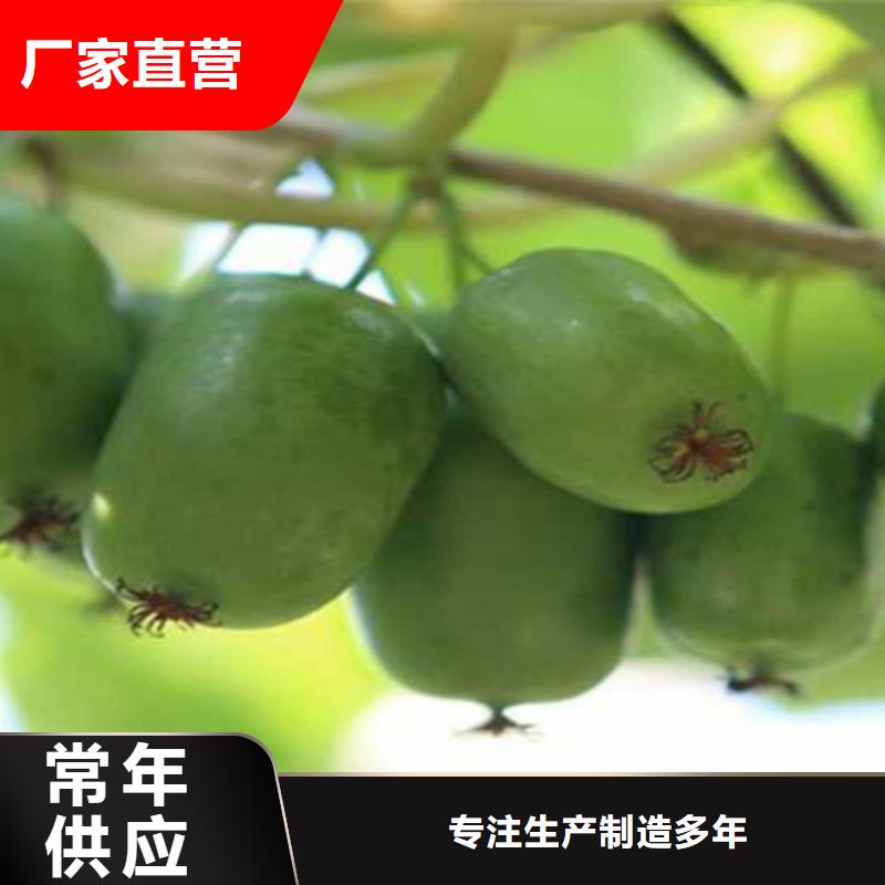 严选用料【猕猴桃】_桃树苗为您提供一站式采购服务-企业旺旺