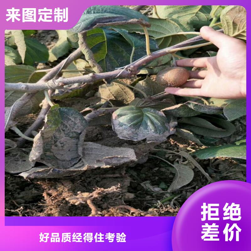 猕猴桃樱桃苗多种款式可随心选择