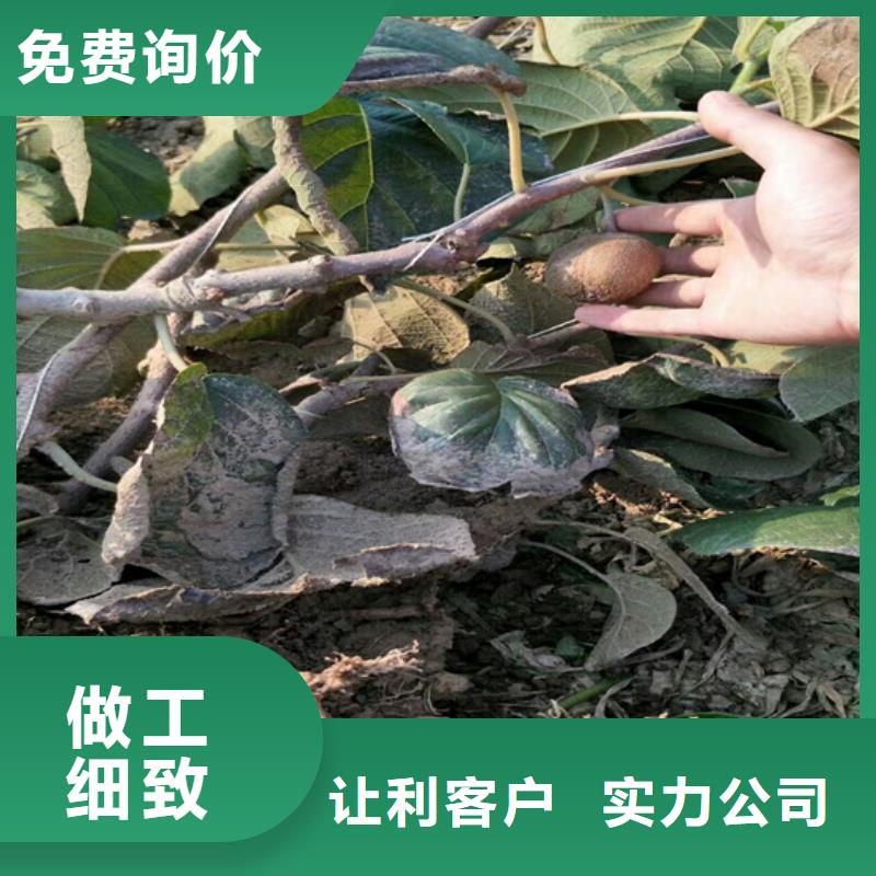 猕猴桃樱桃苗多种款式可随心选择
