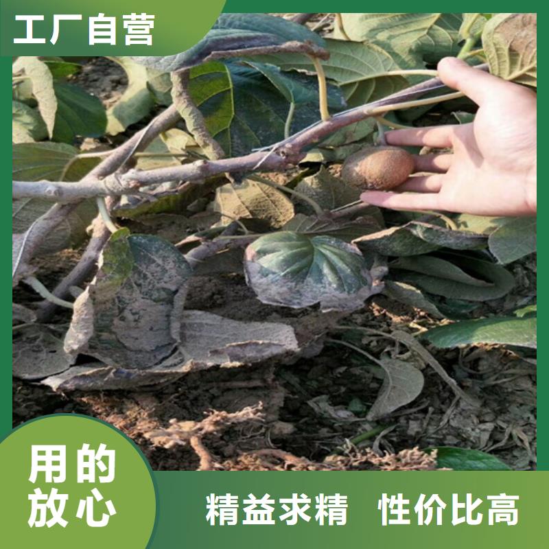 【猕猴桃】樱桃苗产地源头好货