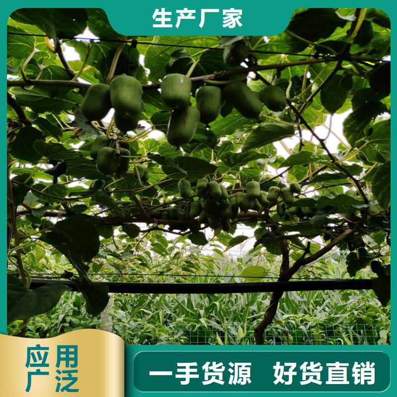 奇異果苗基地直銷