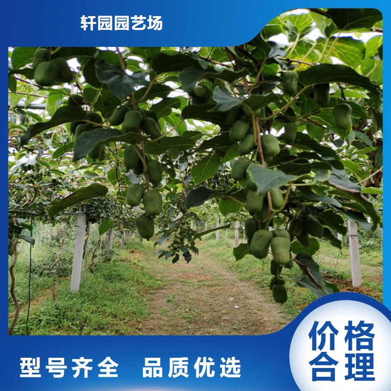 猕猴桃桃树苗多种规格库存充足