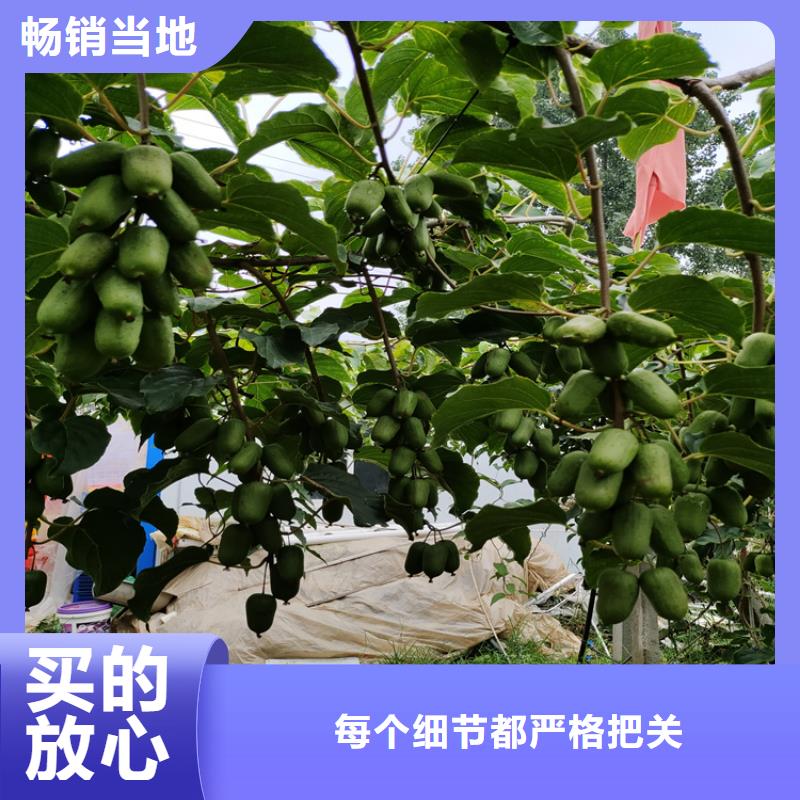 严选用料【猕猴桃】_桃树苗为您提供一站式采购服务-企业旺旺