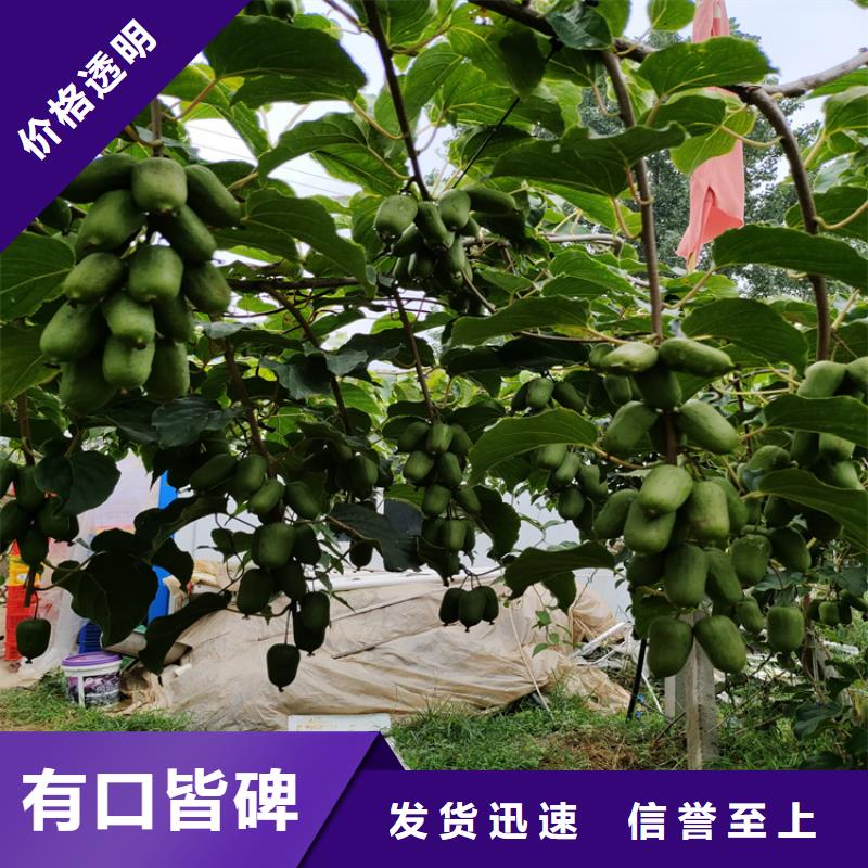 猕猴桃樱桃苗多种款式可随心选择