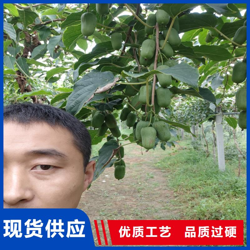 猕猴桃樱桃苗多种款式可随心选择