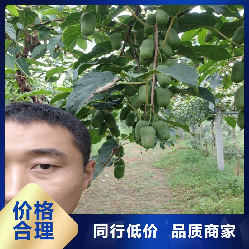 【猕猴桃黄瓜苗出货快】