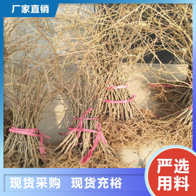|邹平|无棣|临沂|聊城|枣庄|威海轩园【 猕猴桃 樱桃苗当地货源】