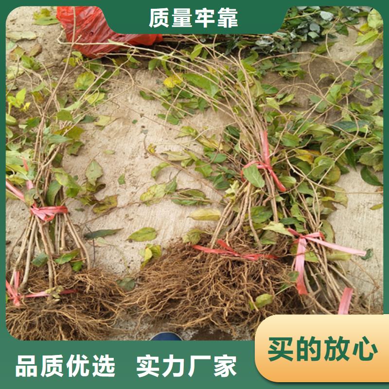 猕猴桃【花椒苗】敢与同行比质量