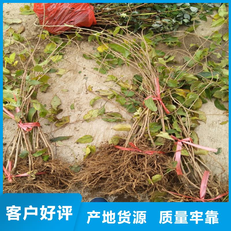 【 猕猴桃 樱桃苗当地货源】|惠民|无棣|东营|潍坊|烟台|济南|临沂qy55.com