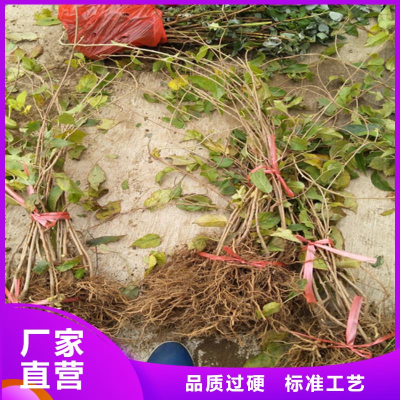 【 猕猴桃 樱桃苗当地货源】_轩园园艺场(滨州市分公司)