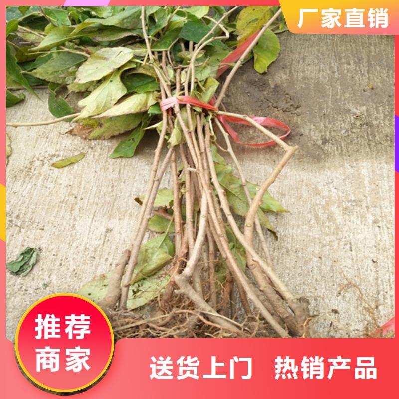 严选用料【猕猴桃】_桃树苗为您提供一站式采购服务-企业旺旺