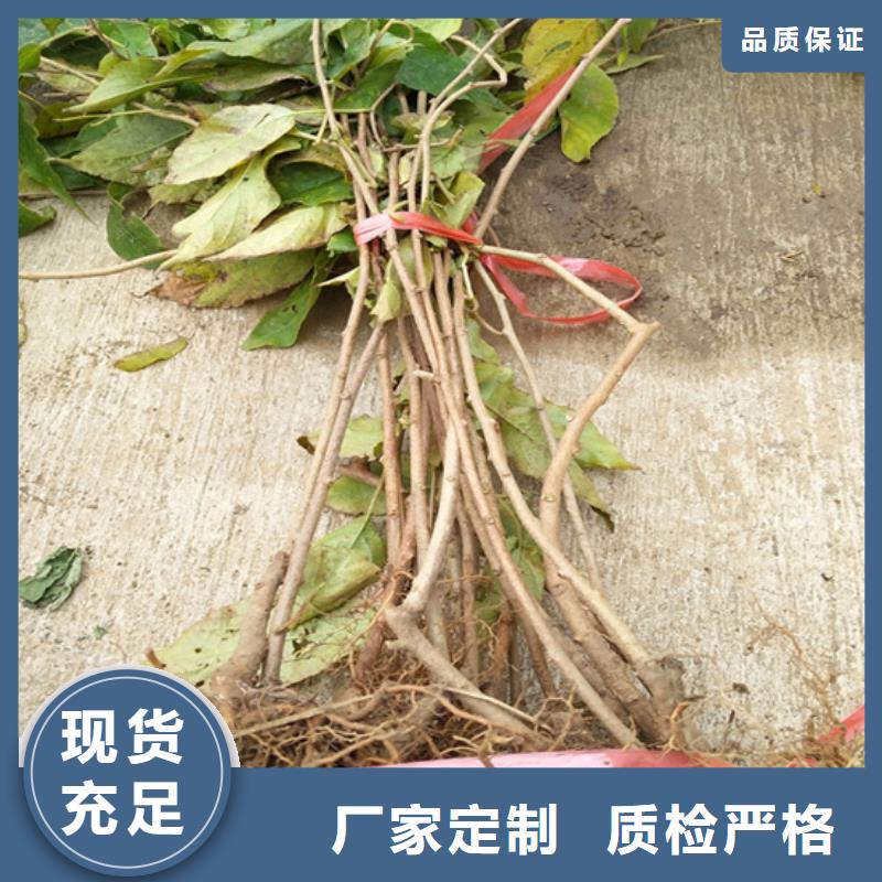 猕猴桃北美冬青一站式供应厂家
