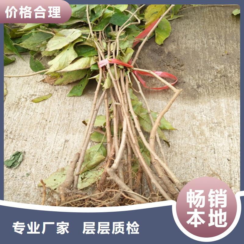 【獼猴桃】藍(lán)莓苗產(chǎn)品優(yōu)良