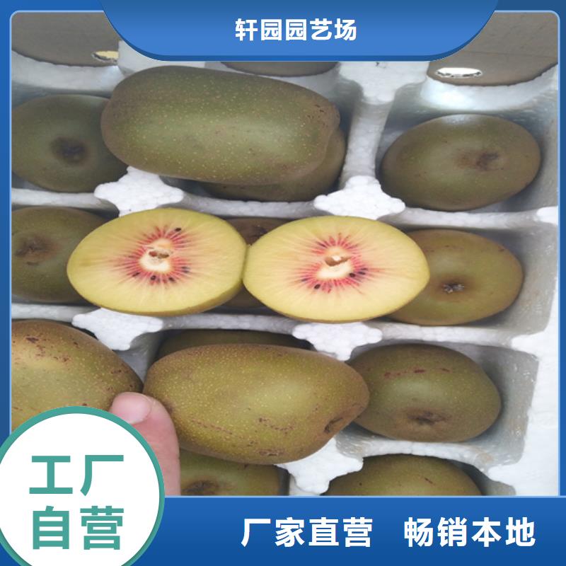 梨树苗-视频-湛江|梅州|汕尾|汕头|东莞|广州梨树苗行业优选-轩园园艺场(广东省分公司)