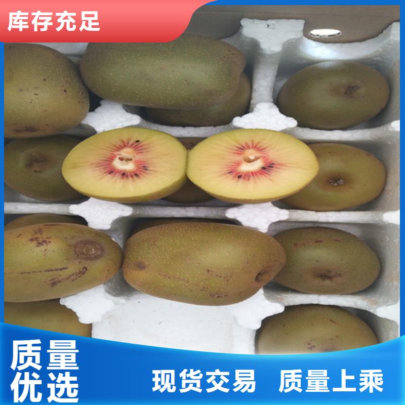 猕猴桃北美冬青一站式供应厂家