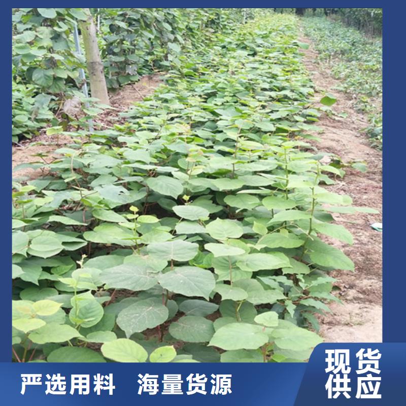 【猕猴桃】_桃树苗为您提供一站式采购服务轩园梨树苗