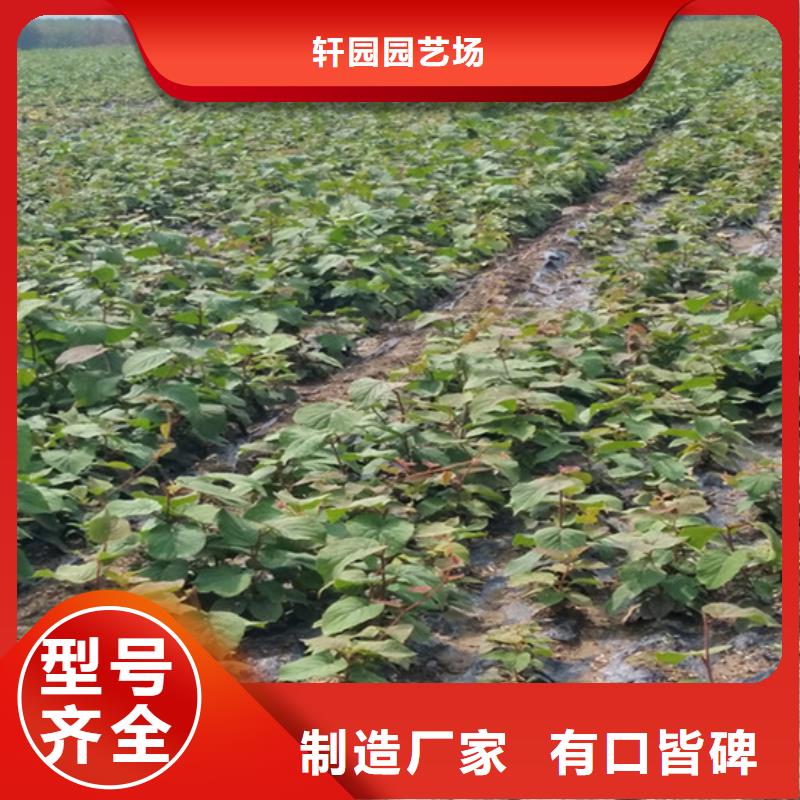 梨树苗-视频-滨州市梨树苗-(同城)可服务区域沾化|无棣|青岛|莱芜|菏泽|济南