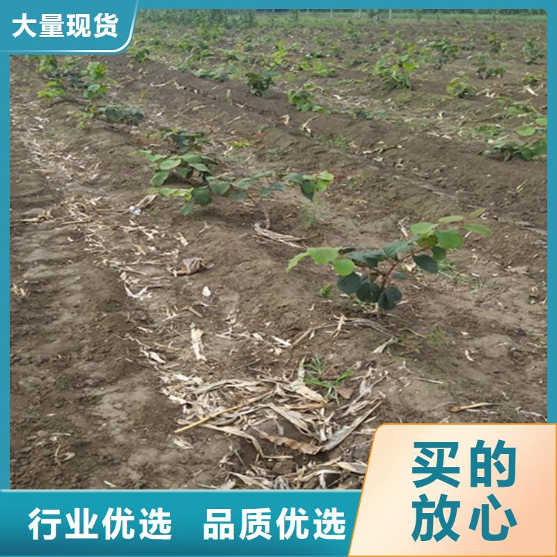 【猕猴桃】蓝莓苗产品优良