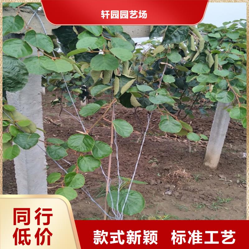 梨树苗-视频-湛江|梅州|汕尾|汕头|东莞|广州梨树苗行业优选-轩园园艺场(广东省分公司)