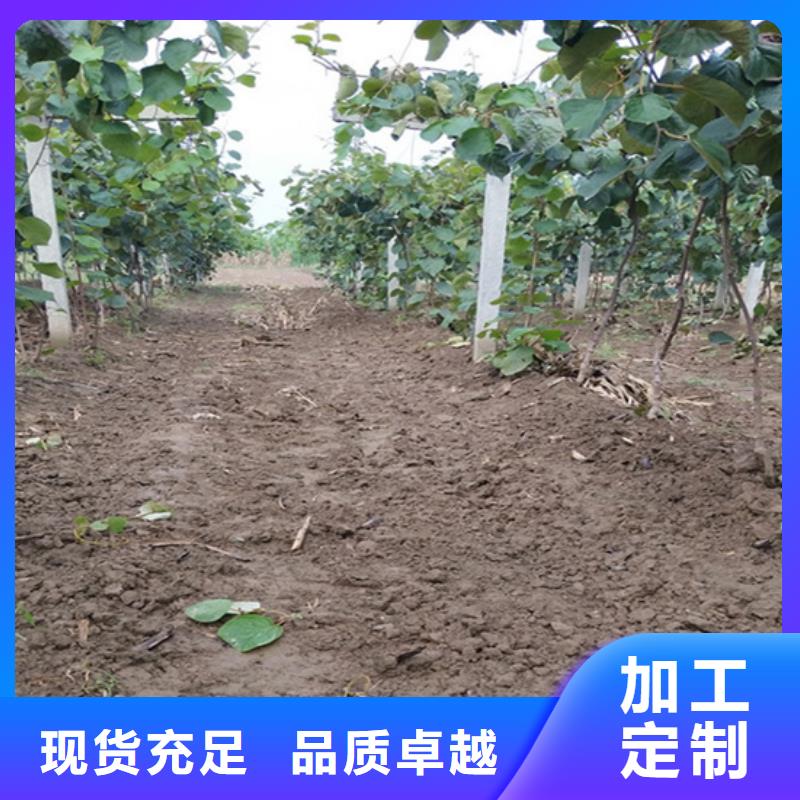 【 猕猴桃 樱桃苗当地货源】|惠民|无棣|东营|潍坊|烟台|济南|临沂qy55.com