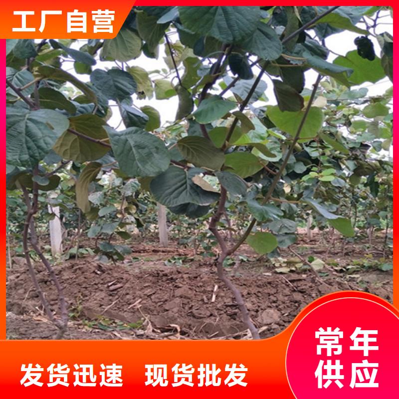 梨树苗-视频-滨州市梨树苗-(同城)可服务区域沾化|无棣|青岛|莱芜|菏泽|济南