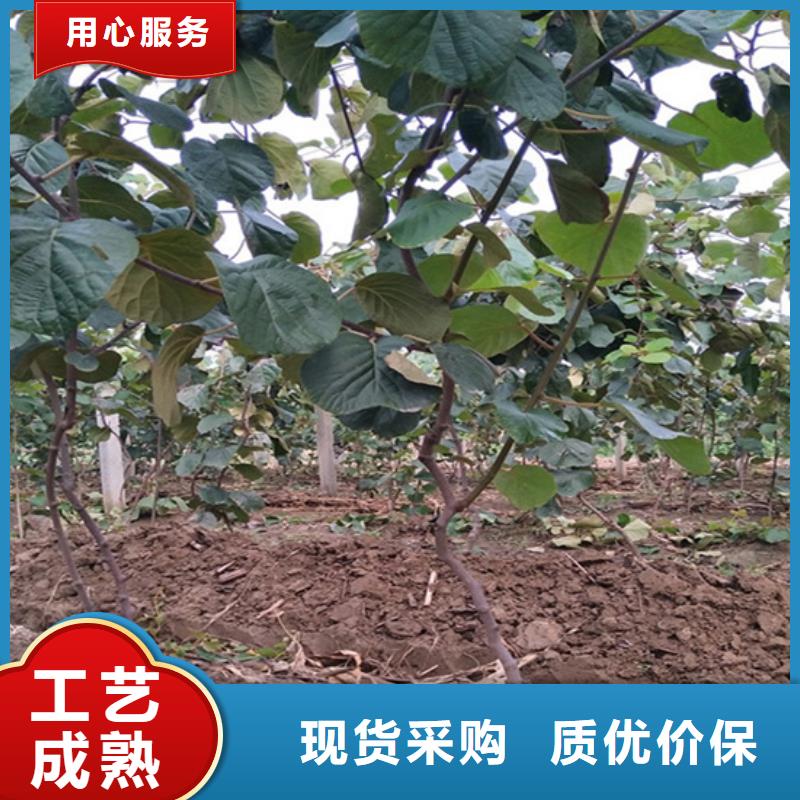 猕猴桃樱桃苗多种款式可随心选择