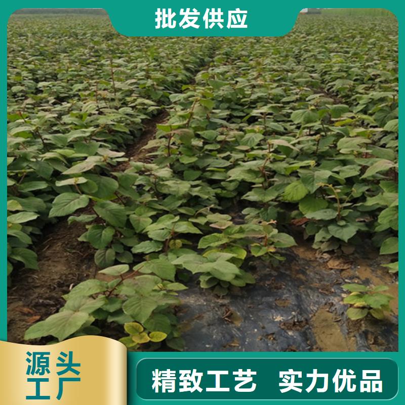 獼猴桃藍莓苗好貨采購