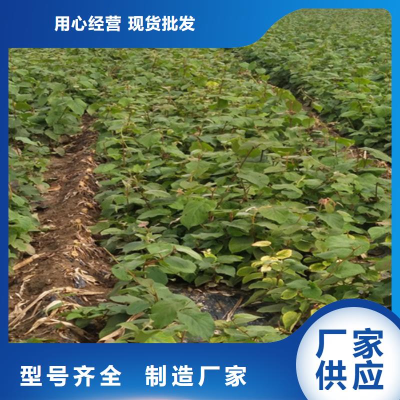 【 猕猴桃 樱桃苗当地货源】_轩园园艺场(滨州市分公司)