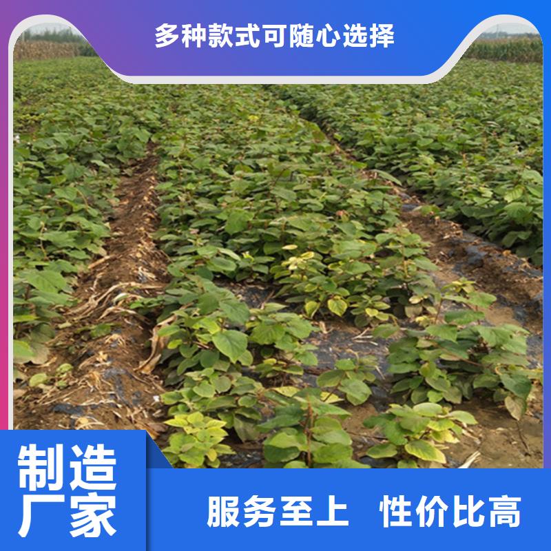 【 猕猴桃 樱桃苗当地货源】_轩园园艺场(滨州市分公司)