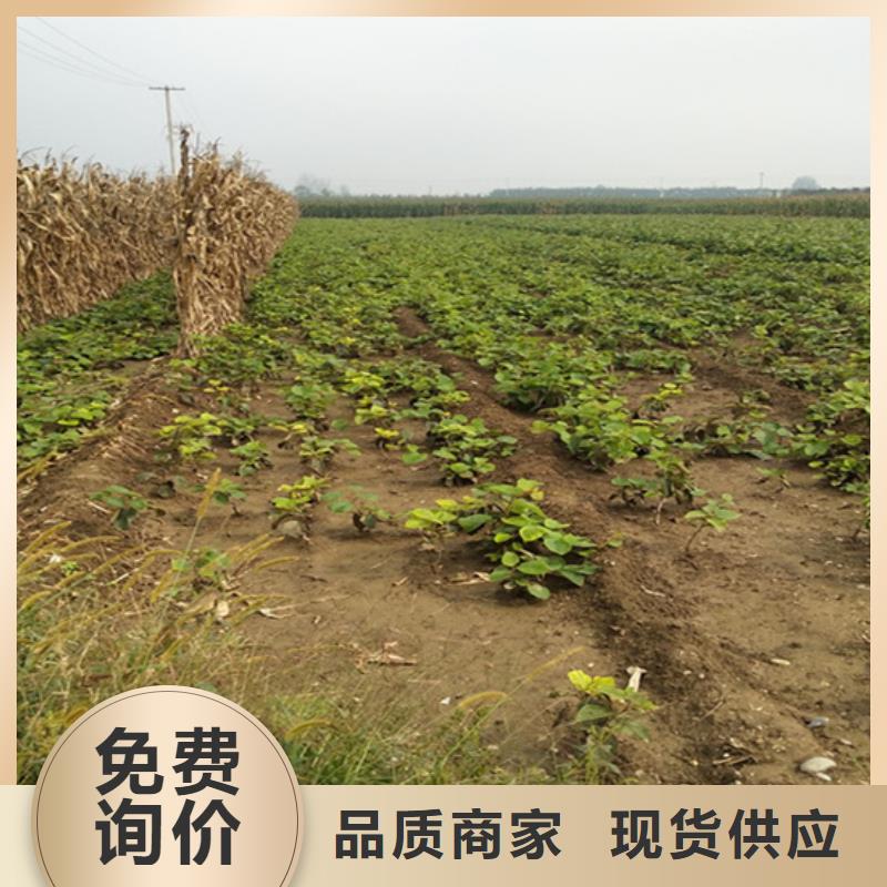 【 猕猴桃 樱桃苗当地货源】|惠民|无棣|东营|潍坊|烟台|济南|临沂qy55.com