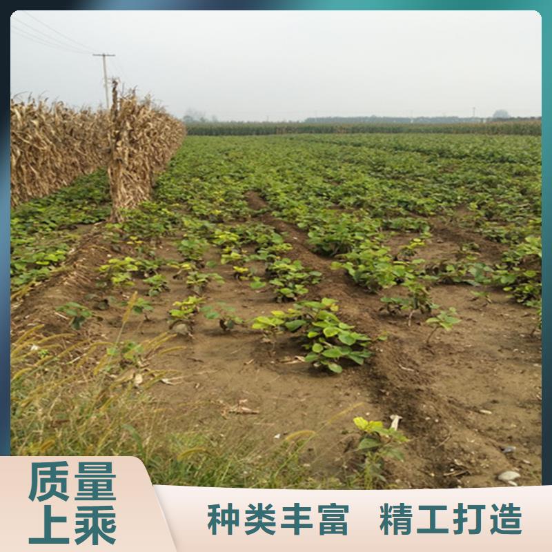 |邹平|无棣|临沂|聊城|枣庄|威海轩园【 猕猴桃 樱桃苗当地货源】