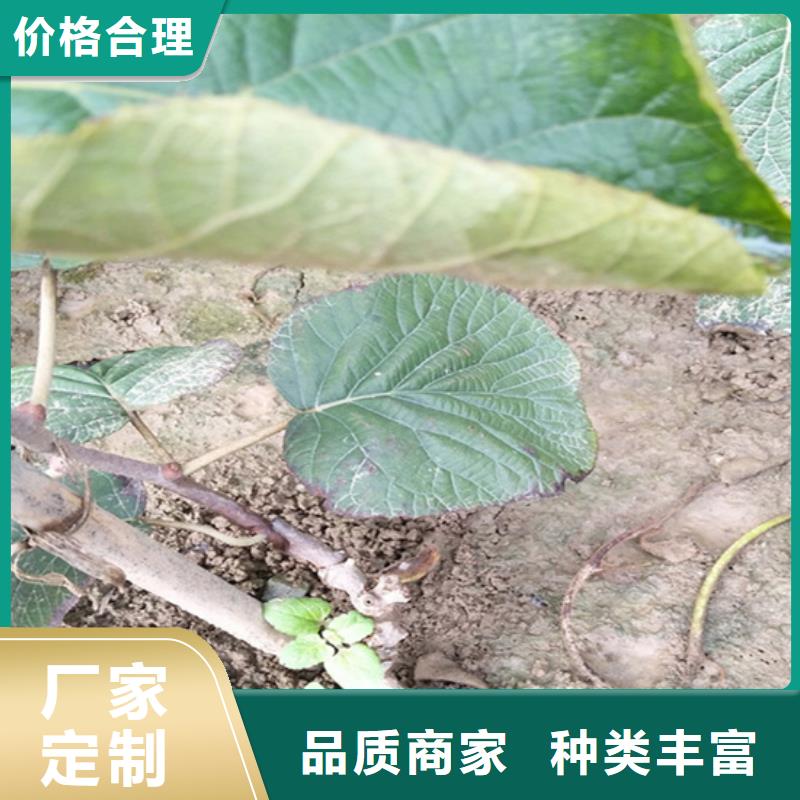 猕猴桃樱桃苗厂家型号齐全