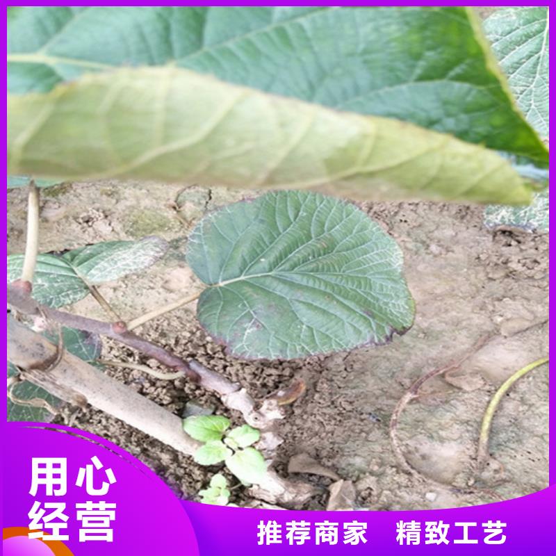 【猕猴桃】樱桃苗专注细节使用放心