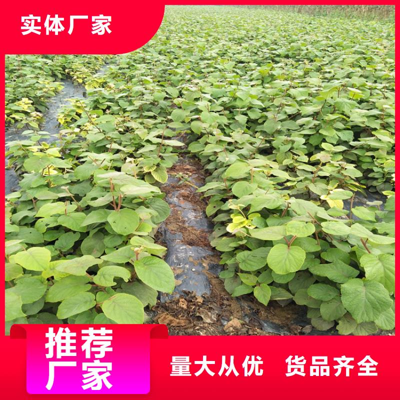 梨树苗-视频-湛江|梅州|汕尾|汕头|东莞|广州梨树苗行业优选-轩园园艺场(广东省分公司)