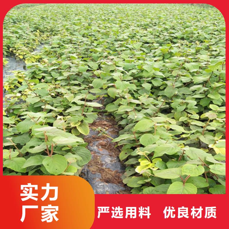 獼猴桃石榴樹支持定制加工